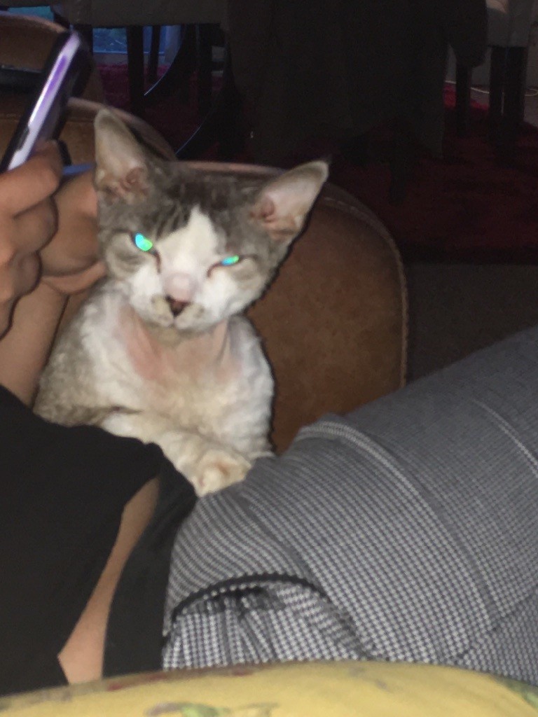 devon rex gumtree